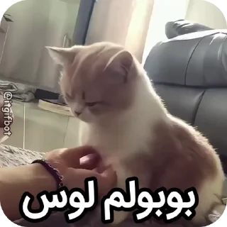 Video sticker 🫐 Arad's bobol