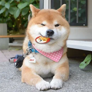 Telegram sticker 🙂 Global$SHIBA