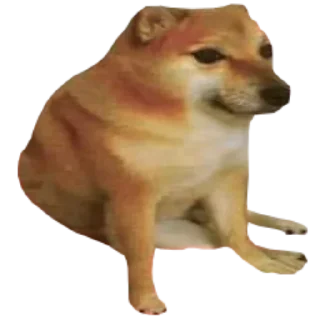 Video sticker 😐 @worldsgreatestliar | Volume I (@CalsiBot)