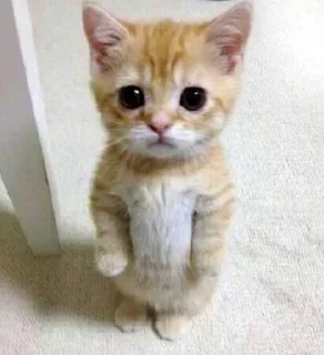 Telegram sticker 😕 @worldsgreatestliar | Volume I (@CalsiBot)