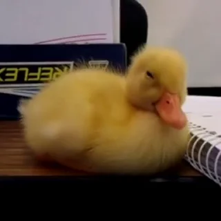 Video sticker 🦆 ˳ ᰔ . ° 𝖣u̶𝖼𝗸 °   ᜔ ݁ 𓏲࣪  ┄  ꔫ @delenefer