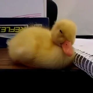 Video sticker 🦆 ˳ ᰔ . ° 𝖣u̶𝖼𝗸 °   ᜔ ݁ 𓏲࣪  ┄  ꔫ @delenefer