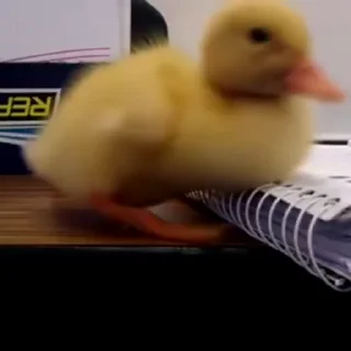 Video sticker 🦆 ˳ ᰔ . ° 𝖣u̶𝖼𝗸 °   ᜔ ݁ 𓏲࣪  ┄  ꔫ @delenefer