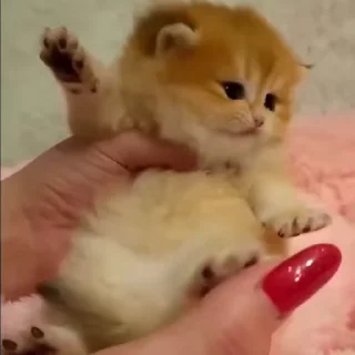 Video sticker 🌟 котёнки моришки @kingexplos1on :: @fStikBot