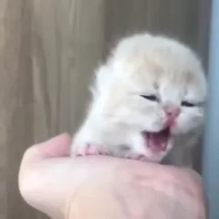 Video sticker 🌟 котёнки моришки @kingexplos1on :: @fStikBot