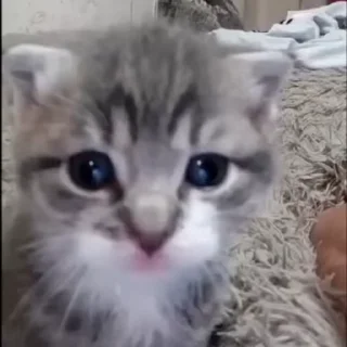 Video sticker 🌟 котёнки моришки @kingexplos1on :: @fStikBot