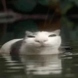 Video sticker 😼 Gurachka production ✨