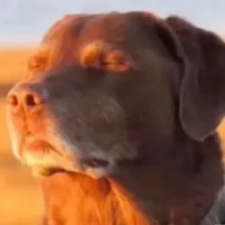 Telegram sticker 😦 Gurachka production ✨