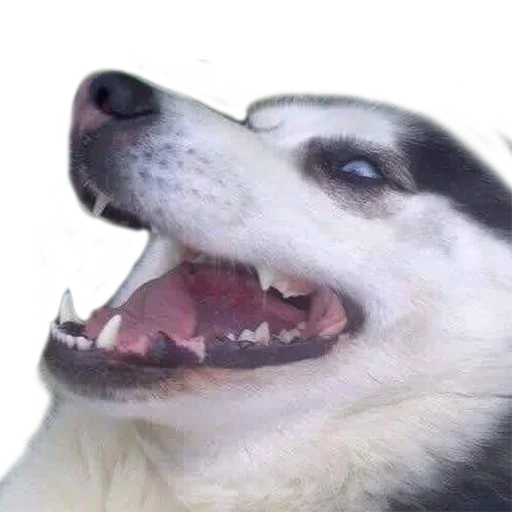Telegram sticker 🤣 Truck_Self 2