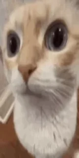 Video sticker 🌟 catboobs :: @fStikBot