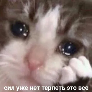 Telegram sticker 😿 ИЙЦО