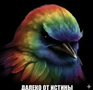 Video sticker 🌟 Птицы // @LaLYoU