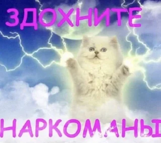 Telegram sticker 😠 катюня👼🏾 :: @fStikBot