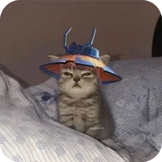 Video sticker 🐱 @hanyslat1 (cat series)