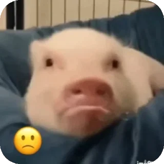 Video sticker 🤳 Свинки