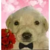 Video sticker 🌹 𝐓𝐨𝐧𝐢 �...