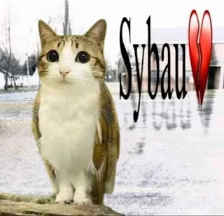 Video sticker 💔 TikTok theory • @X96_3