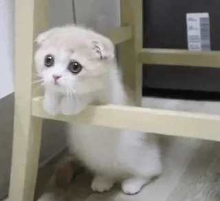 Telegram sticker 🙁 Ava