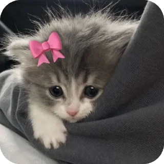 Telegram sticker 🫥 Ниця