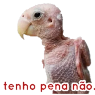 Telegram sticker 🇦🇩 Zueira