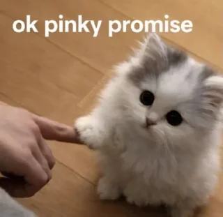 Video sticker 🤩 It's zephy's @TgEmojis_bot
