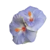 Sticker 🕊️ – blue. @orphssum