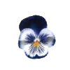 Sticker 🕊️ – blue. @orphssum