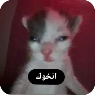 Video sticker 🐱 Laeyh @iouis_10