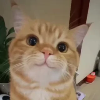 Video sticker 🐈 КАТЫ ОТ @kynik @emojis4