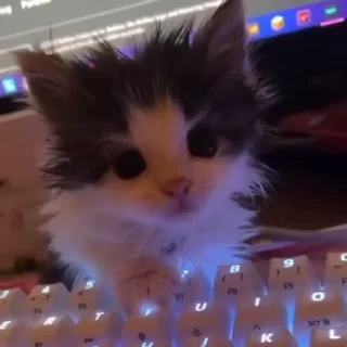 Video sticker 🐈 КАТЫ ОТ @kynik @emojis4