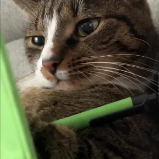 Video sticker 🐈 КАТЫ ОТ @kynik @emojis4