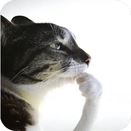 Telegram stiker 🫥 Relanit GIFs