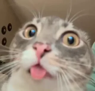 Video sticker 🌟 Relanit GIFs