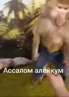 Video sticker 🌟 Copgan kot🥸