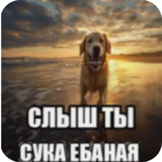 Telegram sticker 🐶 . by @DuoSticker_bot