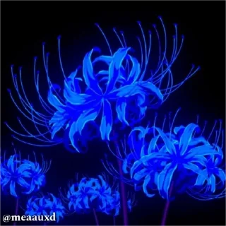 Video sticker 🌟 𝗕𝗹𝘂𝗲💙 @meaauxd @meaauchan @urm :: @fStikBot