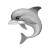 Sticker 🐬 favour͟͟i͟͟t͟͟e͟͟ ೀ﹐@winterversie @TgEmojis_bot