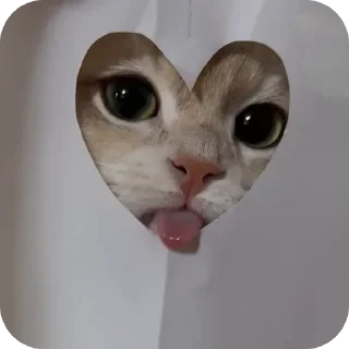 Video sticker 🐱 @aarav_hu 👺