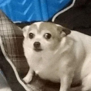 Video sticker 😶‍🌫️ @stjckers شماره مجازی ارزان👉🏼 @Majazinoo_accbot