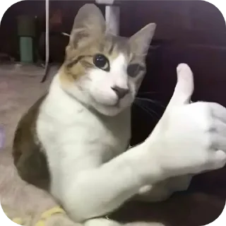 Video sticker 🐱 wez stikers