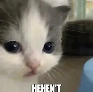 Telegram sticker 😾 CATS R SO SILLY I LOVE THEM
