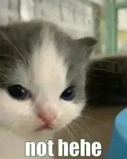 Telegram sticker 😾 CATS R SO SILLY I LOVE THEM