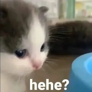 Video sticker 😾 CATS R SO SILLY I LOVE THEM