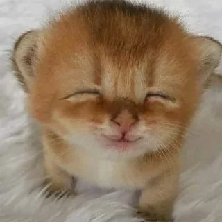 Video sticker 😾 CATS R SO SILLY I LOVE THEM