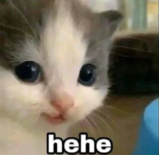 Video sticker 😾 CATS R SO SILLY I LOVE THEM
