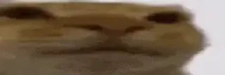 Video sticker 😕 판도루 동물콘 :: @the_pann