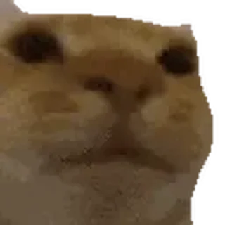 Video sticker 🤨 판도루 동물콘 :: @the_pann