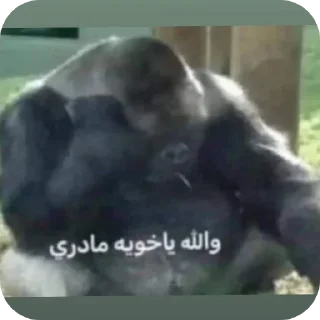 Video sticker 🐶 تسليك @S7_5BOT