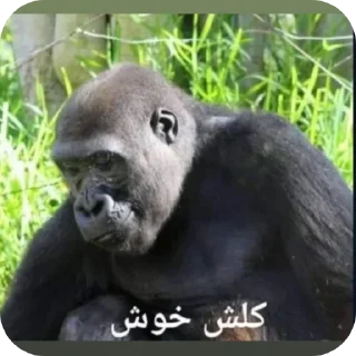 Telegram sticker 🐦 تسليك @S7_5BOT