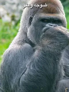 Sticker 💔 تسليك @S7_5BOT